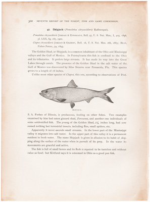 SEA HERRING / SKIPJACK